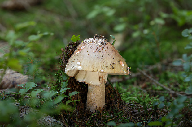 muchotrávka červenkastá Amanita rubescens Pers.