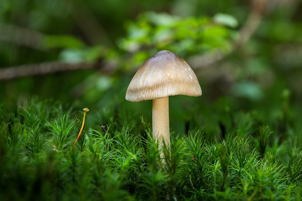 muchotrávka pošvatá Amanita vaginata (Bull.) Lam.