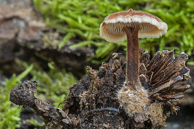 lopatovka obyčajná Auriscalpium vulgare Gray