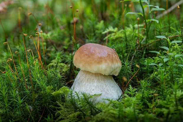 hríb smrekový Boletus edulis Bull.