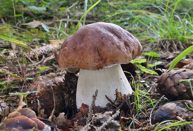 hríb smrekový Boletus edulis Bull.