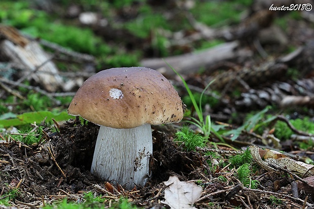 hríb smrekový Boletus edulis Bull.