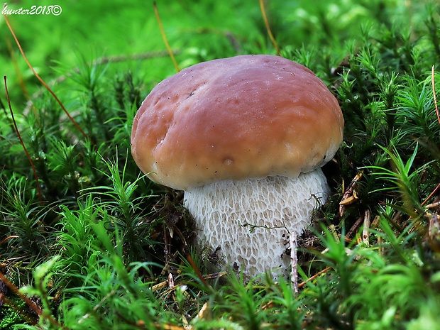 hríb smrekový Boletus edulis Bull.