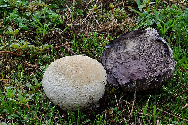 rozpadavec krehký Calvatia cyathiformis (Bosc) Morgan