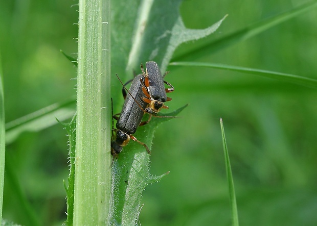 snehuľčík Cantharis nigricans