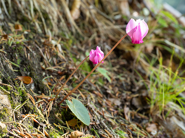 cyklámen fatranský Cyclamen fatrense Halda et Soják