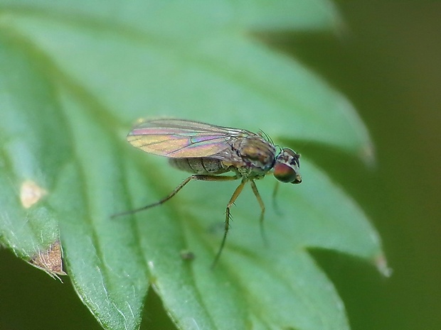 dlhonôžka Dolichopodidae sp.