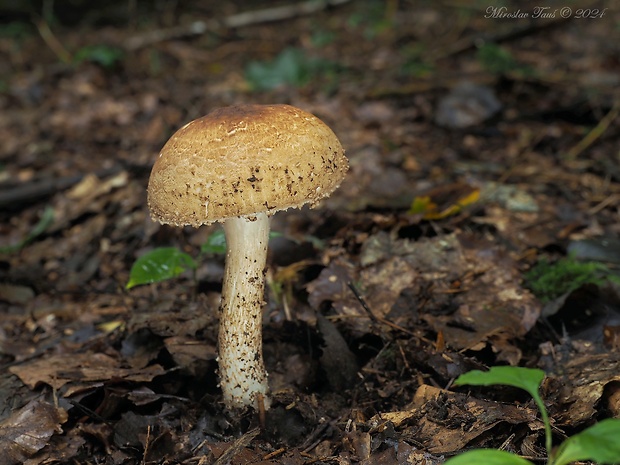 bedlička ostrošupinatá Echinoderma asperum (Pers.) Bon