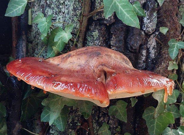 pečeňovec dubový Fistulina hepatica (Schaeff.) With.