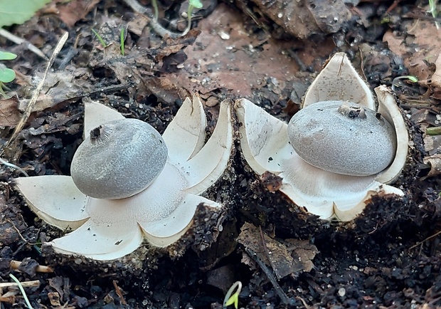 hviezdovka tmavá Geastrum coronatum Pers.