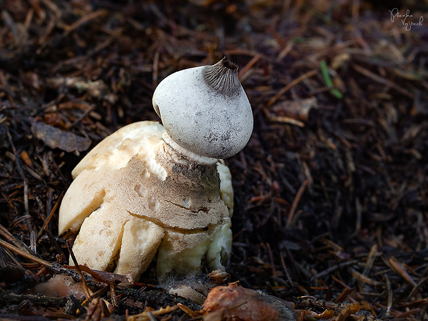 hviezdovka dlhokrčková Geastrum pectinatum Pers.