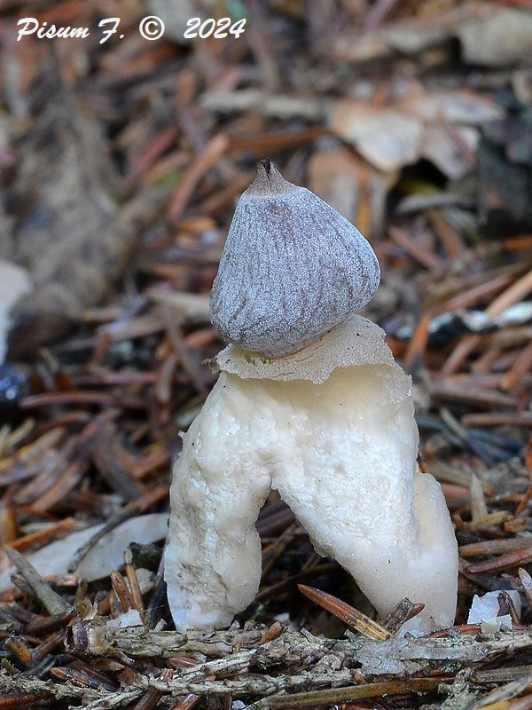 hviezdovka štvorcípová Geastrum quadrifidum DC. ex Pers.