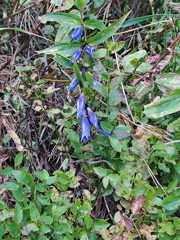 horec luskáčovitý Gentiana asclepiadea L.