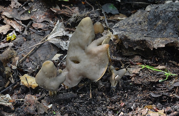 chriapač Helvella sp.