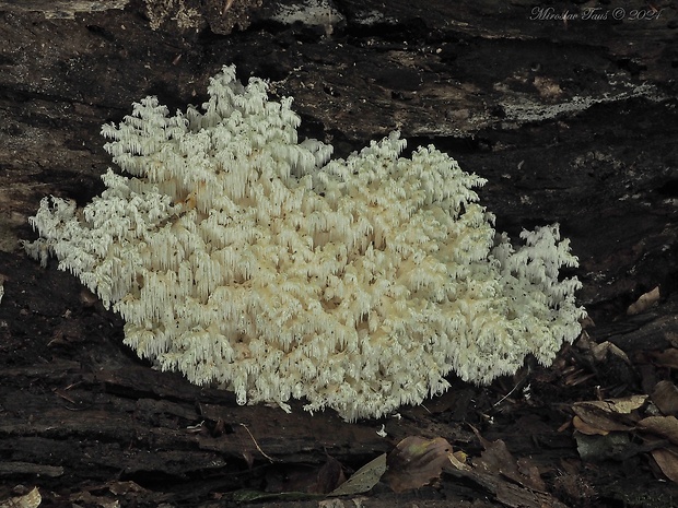 koralovec bukový Hericium coralloides (Scop.) Pers.