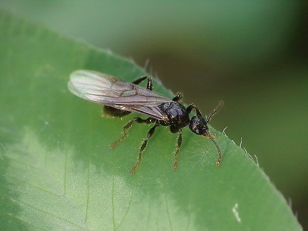 mravec obyčajný Lasius niger