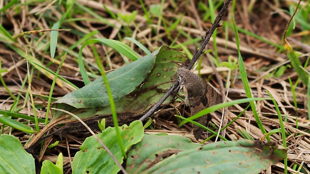 lišaj marinkový  Macroglossum stellatarum