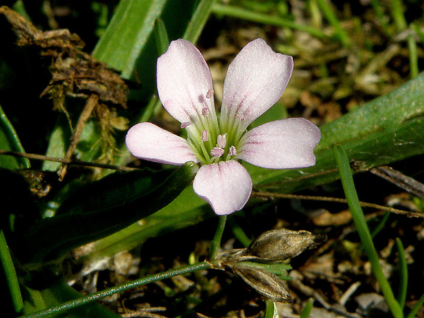 tunika lomikameňovitá Petrorhagia saxifraga (L.) Link