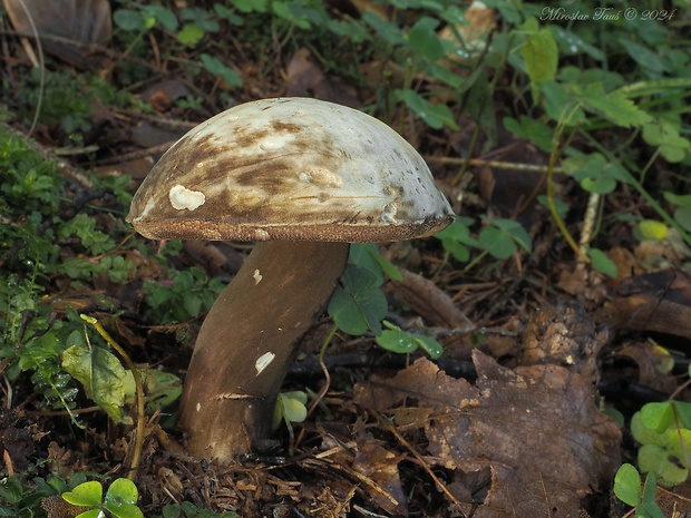 tmavohríb obyčajný Porphyrellus porphyrosporus (Fr. & Hök) E.-J. Gilbert