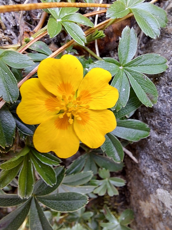 nátržník plazivý Potentilla reptans L.