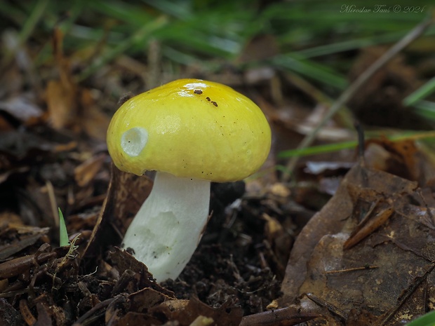 plávka slnečná Russula solaris Ferd. & Winge