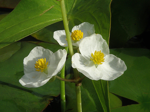 šípovka Sagittaria latifolia Willd.