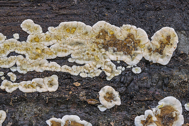 pevník dubový Stereum cf. gausapatum (Fr.) Fr.