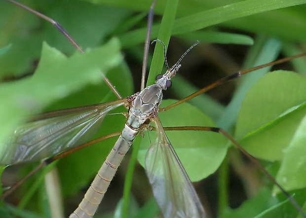 tipuľa kapustová Tipula oleracea Linnaeus, 1758