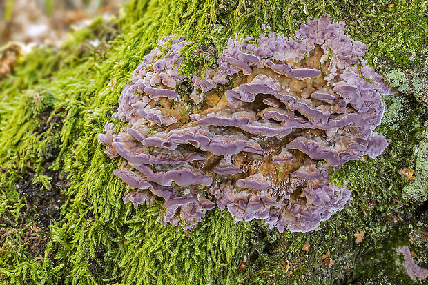 ryhovec želatinovitý Trichaptum biforme (Fr.) Ryvarden