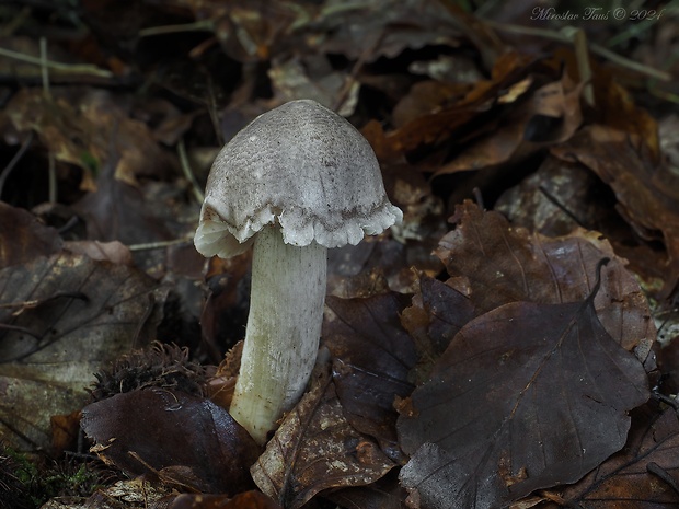 čírovka buková Tricholoma sciodes (Pers.) C. Martín