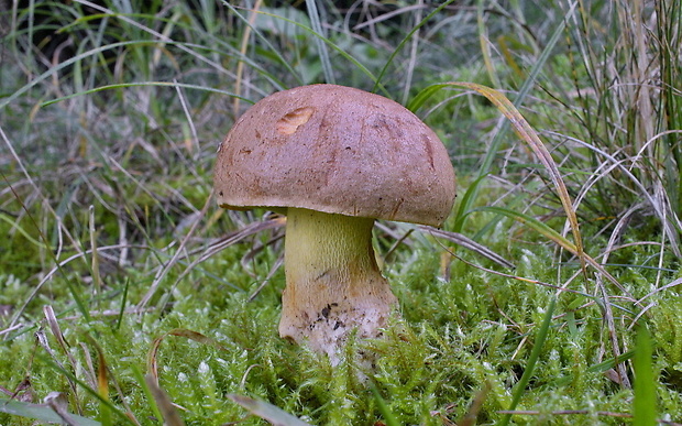 hríb horský Butyriboletus subappendiculatus (Dermek, Lazebn. & J. Veselský) D. Arora & J.L. Frank