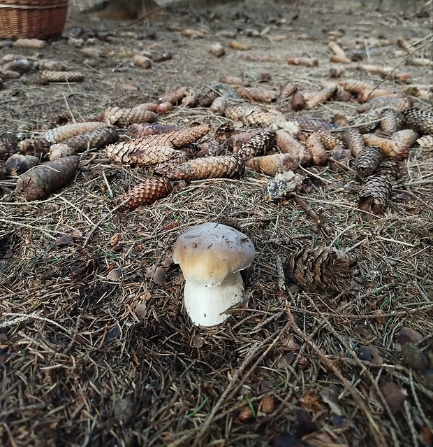 hríb smrekový Boletus edulis Bull.