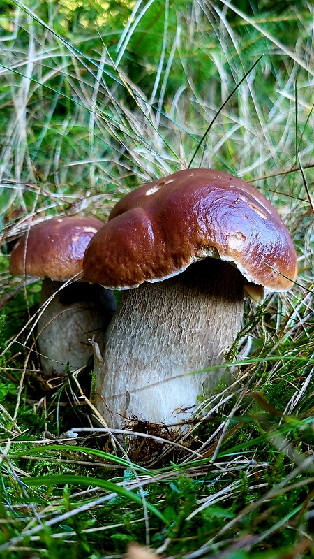 hríb smrekový Boletus edulis Bull.