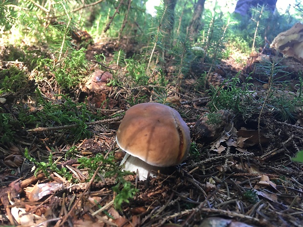 hríb smrekový Boletus edulis Bull.