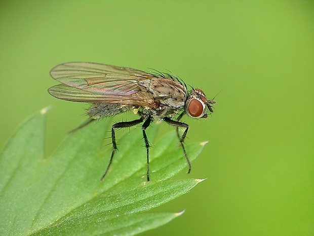 kvetárka Botanophila fugax?