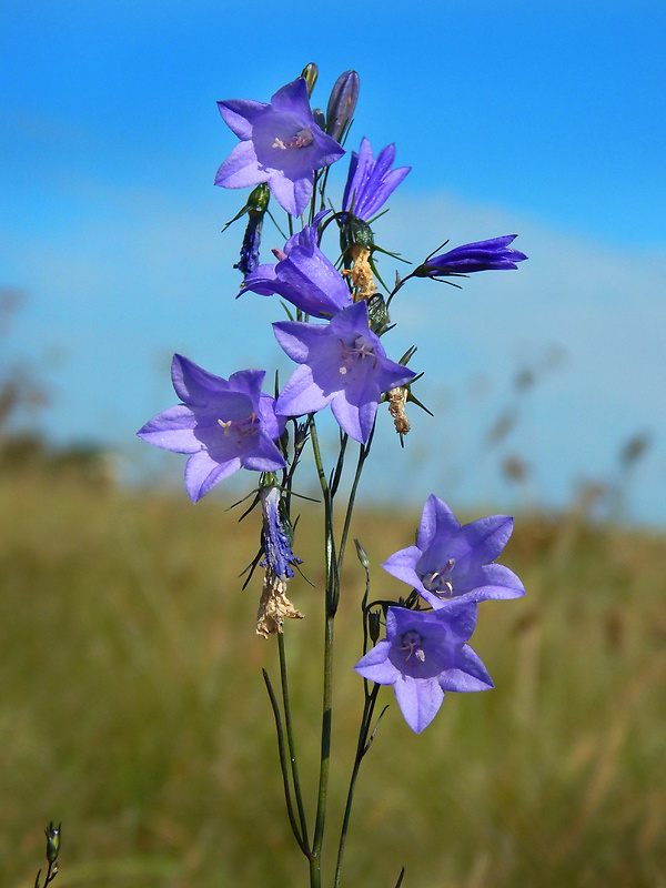 zvonček okrúhlolistý Campanula rotundifolia L.