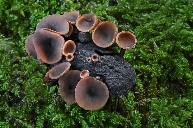 jahňadka Batschova Ciboria batschiana (Zopf) N.F. Buchw.