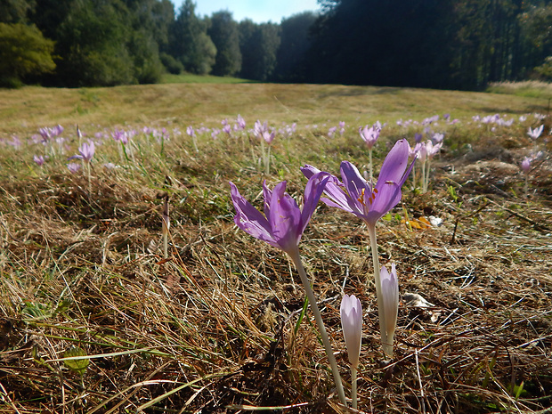 jesienka obyčajná Colchicum autumnale