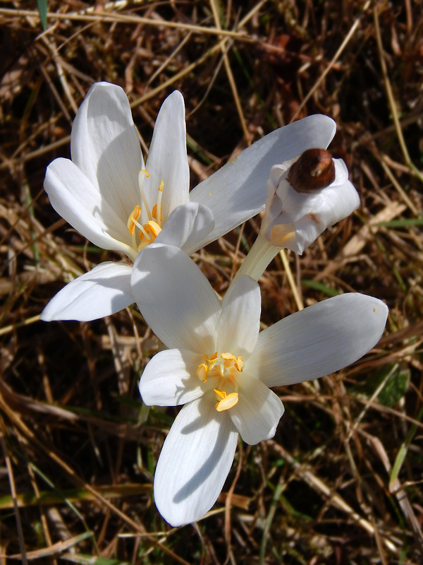 jesienka obyčajná Colchicum autumnale