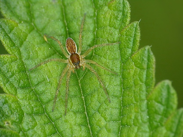 lovčík pobrežný Dolomedes fimbriatus