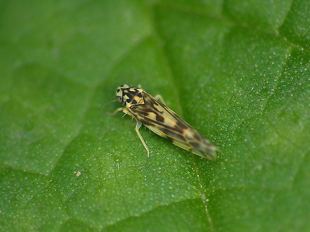 cikádočka Eupteryx cf. urticae