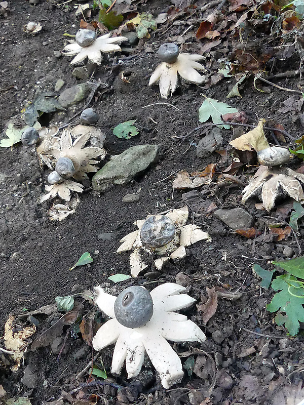 hviezdovka tmavá Geastrum coronatum Pers.