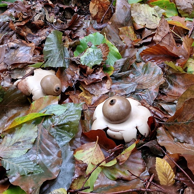 hviezdovka Geastrum sp.