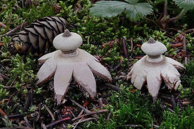 hviezdovka golierikovitá Geastrum striatum DC.