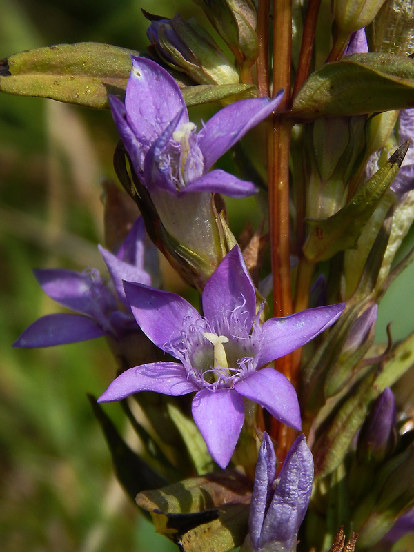 horček včasný český Gentianella praecox subsp. bohemica (Skalický) Holub