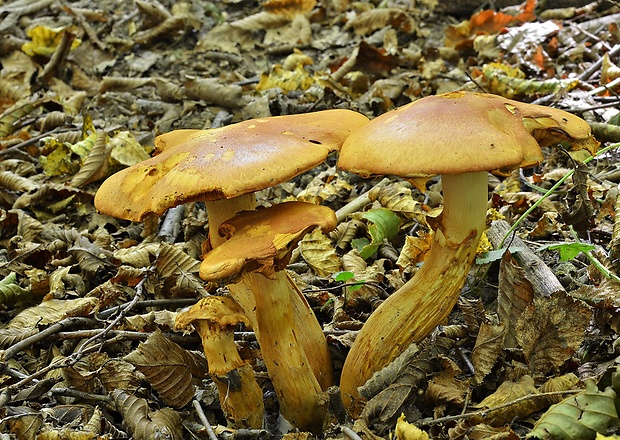 šupinovec nádherný Gymnopilus junonius (Fr.) P.D. Orton