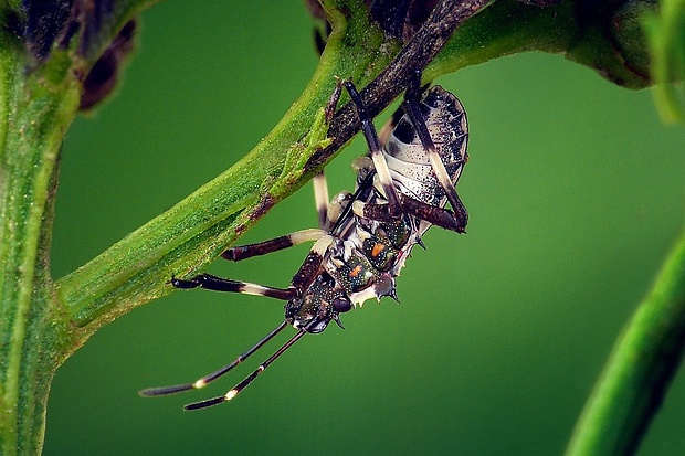 bzdocha mramorovaná (sk) / kněžice mramorovaná (cz) Halyomorpha halys (Stål, 1855)