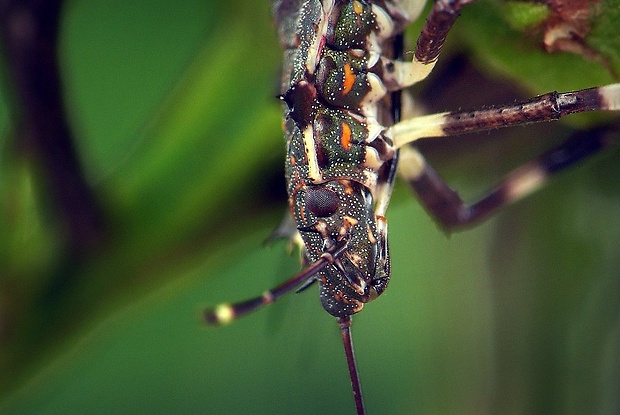 bzdocha mramorovaná (sk) / kněžice mramorovaná (cz) Halyomorpha halys (Stål, 1855)