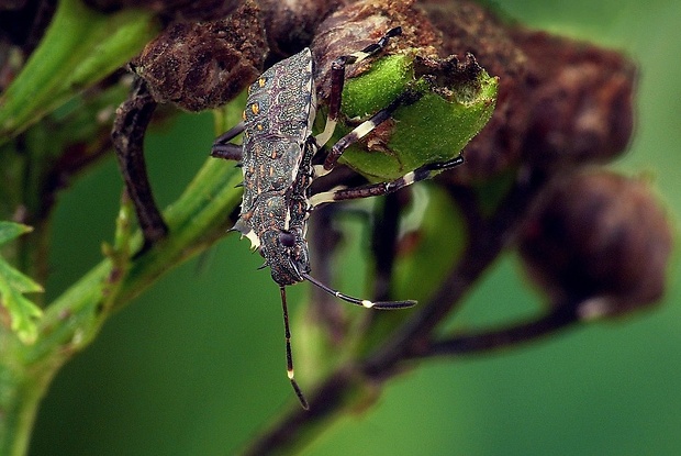 bzdocha mramorovaná (sk) / kněžice mramorovaná (cz) Halyomorpha halys (Stål, 1855)