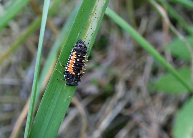 lienka - larva Harmonia axyridis